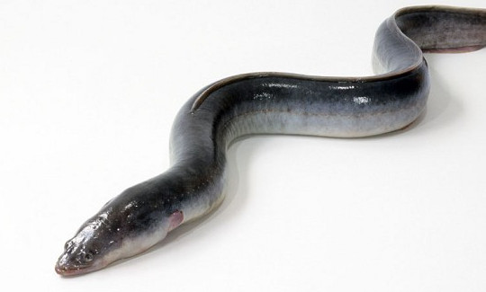 鰻魚(yú)是帶魚(yú)嗎？鰻魚(yú)和帶魚(yú)有什么區(qū)別