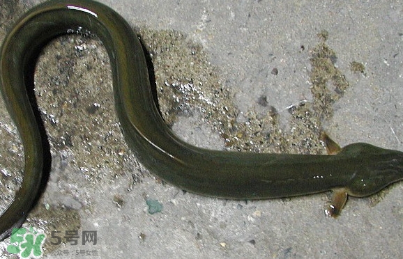 鰻魚是海鮮嗎？鰻魚是海魚嗎