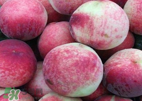 血桃和紫血桃哪個好？血桃和紫血桃的區(qū)別