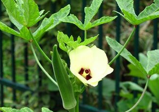 七月份可以種秋葵嗎？黃秋葵可以在7月播種嗎？