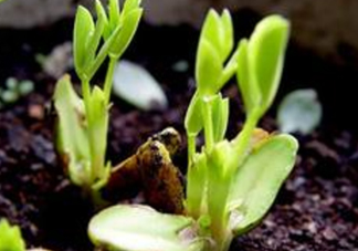 七月份可以種花生嗎？花生七月份可以種植嗎？