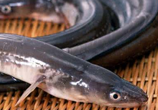 鰻魚是鱔魚嗎？鰻魚是白鱔嗎