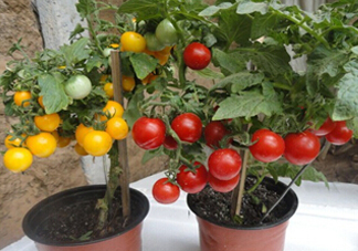 七月份能種西紅柿嗎？七月份大棚能種番茄嗎？