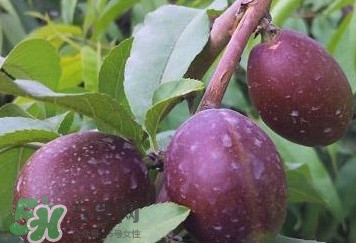 黑桃怎么做好吃？黑桃怎么吃最有營(yíng)養(yǎng)價(jià)值