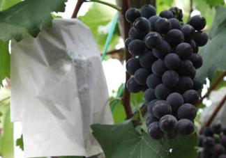 戶太八號葡萄什么時候套袋？戶太八號葡萄什么月份套袋？