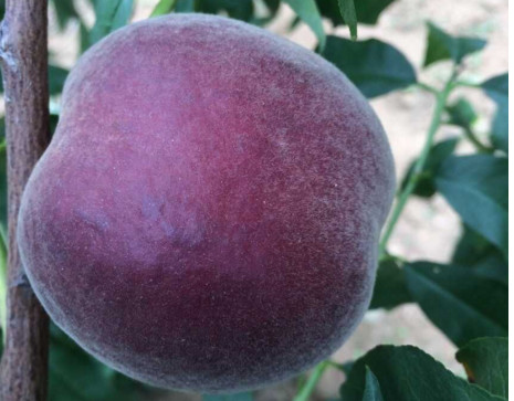 黑桃水果什么時(shí)候吃最好？黑桃水果什么時(shí)候成熟