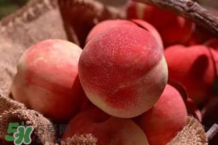 中華血桃什么時(shí)候成熟？中華血桃產(chǎn)地在哪兒