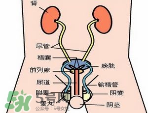 腎結(jié)石怎么治最好？腎結(jié)石的醫(yī)治方法