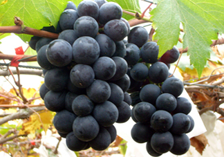 巨峰和夏黑哪個(gè)好吃？哪個(gè)貴？有什么區(qū)別？