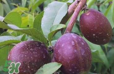 黑桃是什么水果？吃黑桃有什么好處？