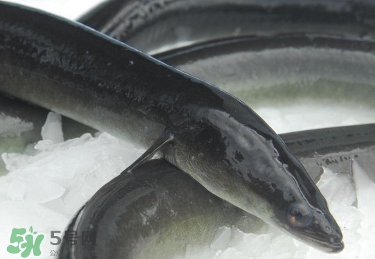 海鰻和河鰻哪個(gè)好吃？如何區(qū)分河鰻與海鰻