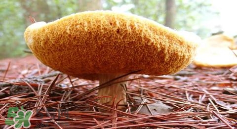 猴頭菇怎樣吃治胃??？猴頭菇能治胃病嗎？