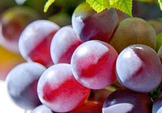 巨峰葡萄和葡萄有什么區(qū)別？巨峰葡萄是轉(zhuǎn)基因的嗎？