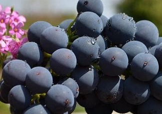 夏黑葡萄皮能吃嗎？夏黑葡萄怎么吃？