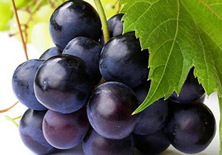 玫瑰香葡萄多少錢一斤？玫瑰香葡萄多少錢一斤2017？