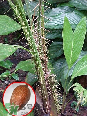 蛇皮果孩子能吃嗎？蛇皮果怎么清洗干凈？