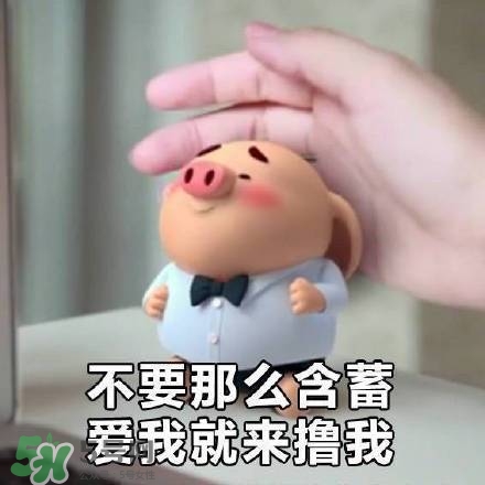 豬小屁表情包是什么？豬小屁表情包為什么這么火？