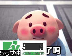 豬小屁多少錢一個？豬小屁哪里可以買到