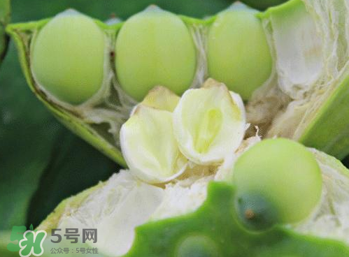 蓮蓬可以泡水喝嗎？蓮蓬泡水的功效與作用