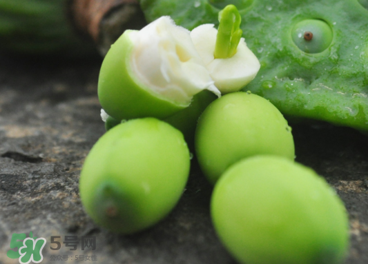 蓮蓬是水果嗎？蓮蓬是水果還是蔬菜？