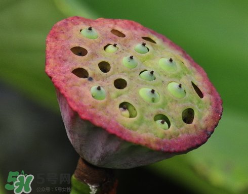 吃蓮蓬長(zhǎng)胖嗎？吃蓮蓬會(huì)胖嗎？