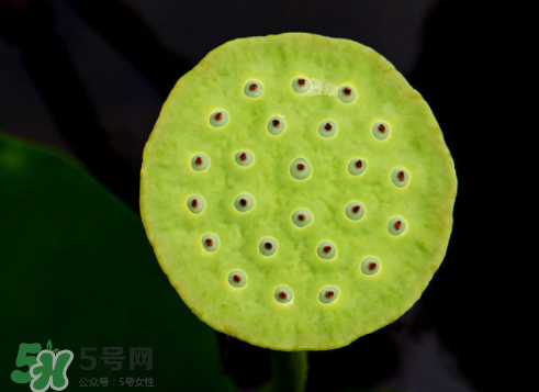 吃蓮蓬長(zhǎng)胖嗎？吃蓮蓬會(huì)胖嗎？