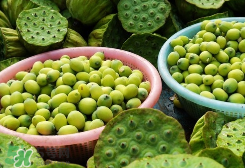 吃蓮蓬長(zhǎng)胖嗎？吃蓮蓬會(huì)胖嗎？