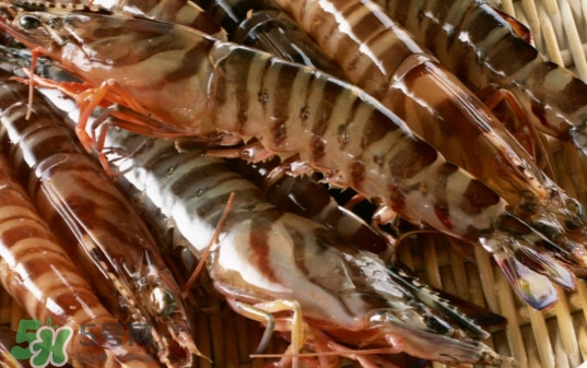 斑節(jié)蝦是九節(jié)蝦嗎？斑節(jié)蝦和九節(jié)蝦的區(qū)別