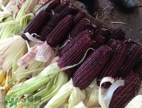 紫玉米會掉色嗎？紫玉米怎么會掉色？