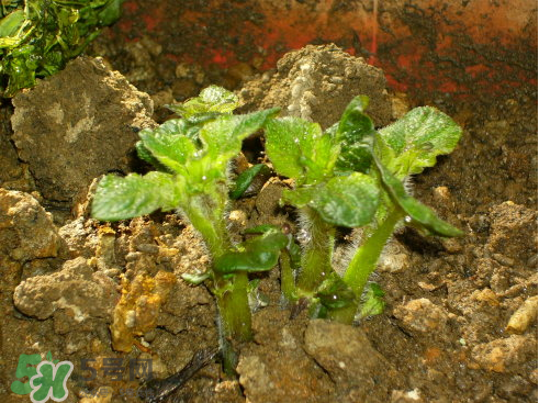 7月份能種土豆嗎？土豆7月怎樣種植？