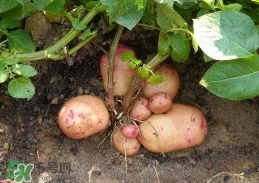 7月份能種土豆嗎？土豆7月怎樣種植？