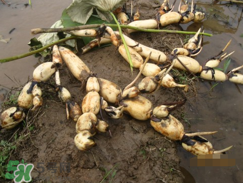 7月份能種蓮藕嗎？蓮藕幾月份種植？