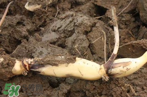 7月份能種蓮藕嗎？蓮藕幾月份種植？