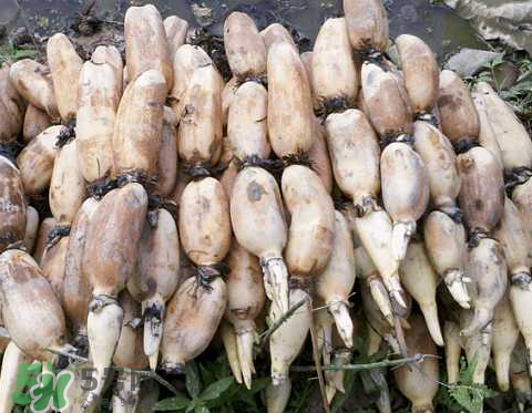 7月份能種蓮藕嗎？蓮藕幾月份種植？