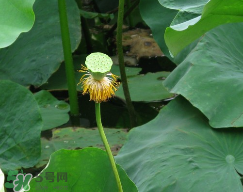 蓮蓬是什么樣子？蓮蓬是怎么長出來的？