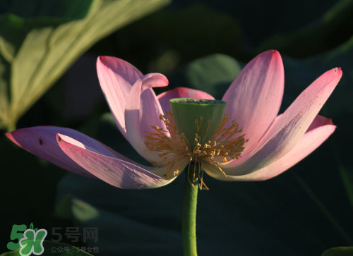 蓮蓬是什么樣子？蓮蓬是怎么長出來的？