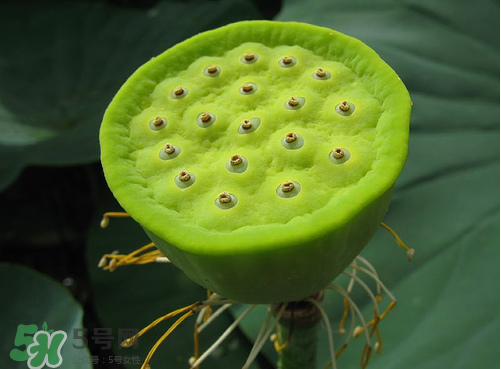 蓮蓬是什么樣子？蓮蓬是怎么長出來的？