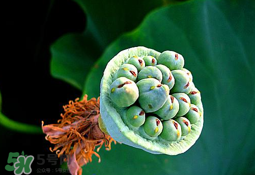 蓮蓬是涼性的嗎？蓮蓬是熱性還是涼性？