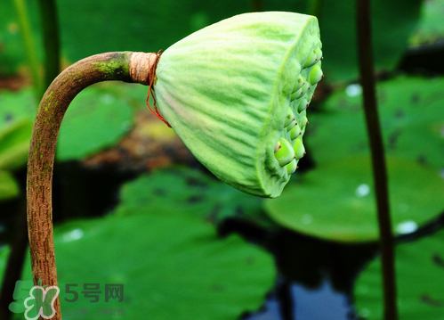 蓮蓬是涼性的嗎？蓮蓬是熱性還是涼性？