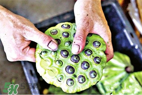 蓮蓬是涼性的嗎？蓮蓬是熱性還是涼性？