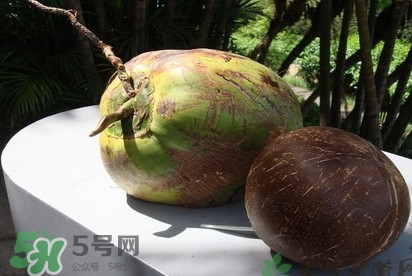 椰子什么時(shí)候成熟？椰子什么時(shí)候吃最好