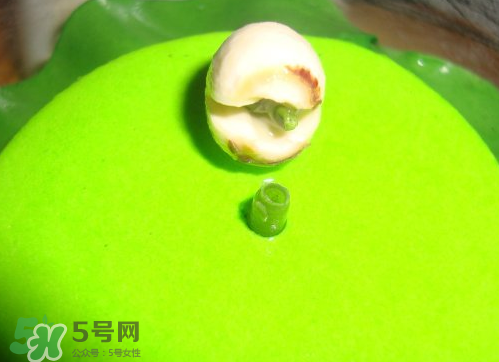 新鮮蓮子可以種嗎？新鮮蓮子能種出荷花嗎？