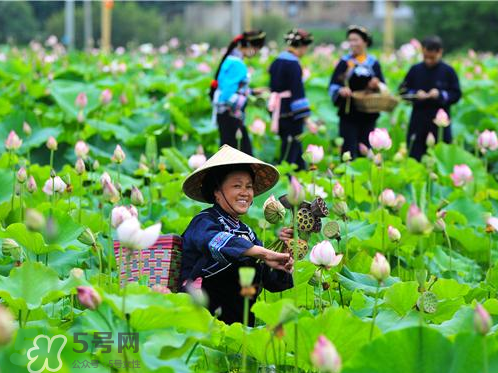 新鮮蓮子可以種嗎？新鮮蓮子能種出荷花嗎？