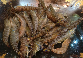 斑節(jié)蝦是九節(jié)蝦嗎？斑節(jié)蝦和九節(jié)蝦的區(qū)別