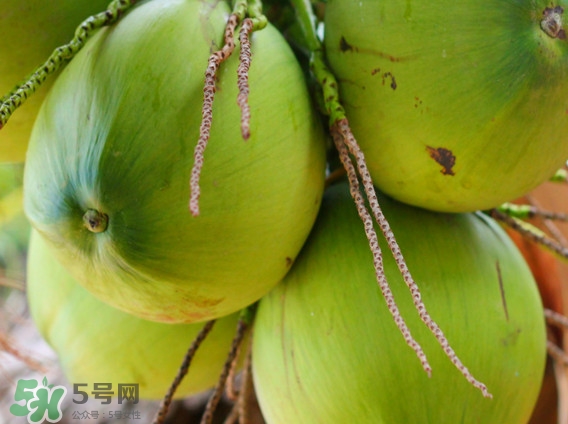 椰青是什么時候成熟？椰青和椰子哪個好喝