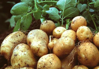 7月份能種土豆嗎？土豆7月怎樣種植？