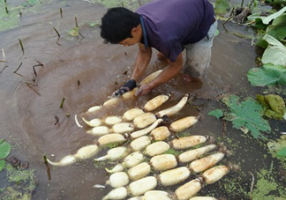 7月份能種蓮藕嗎？蓮藕幾月份種植？
