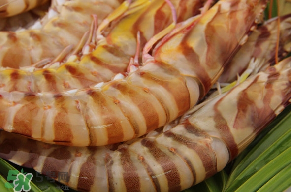 斑節(jié)蝦是河蝦還是海蝦？斑節(jié)蝦的做法