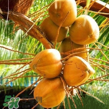 椰子什么時(shí)候成熟？椰子什么時(shí)候吃最好