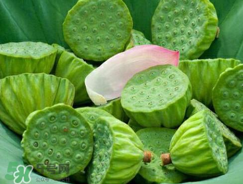 新鮮蓮子多少錢一斤？新鮮蓮子哪里有賣？